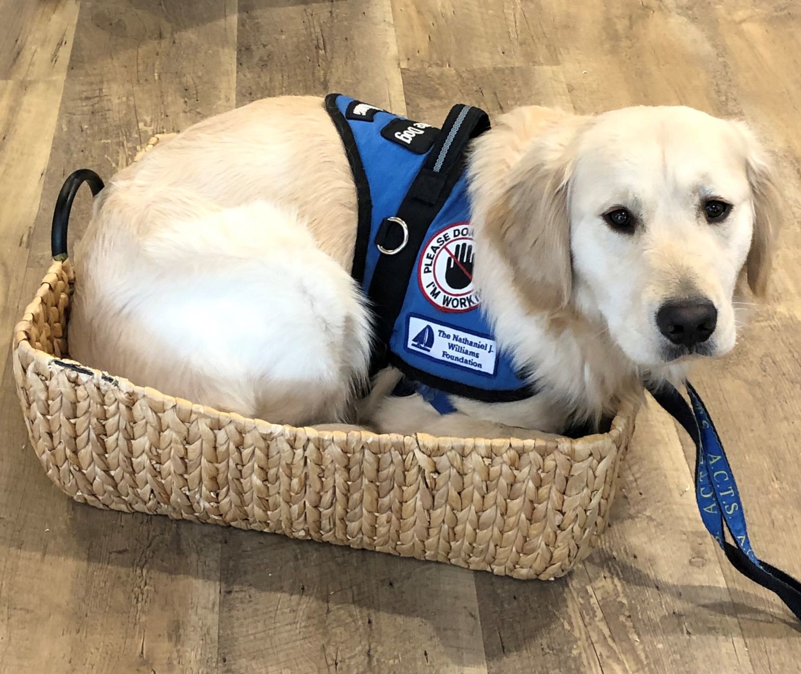 Finley in a basket